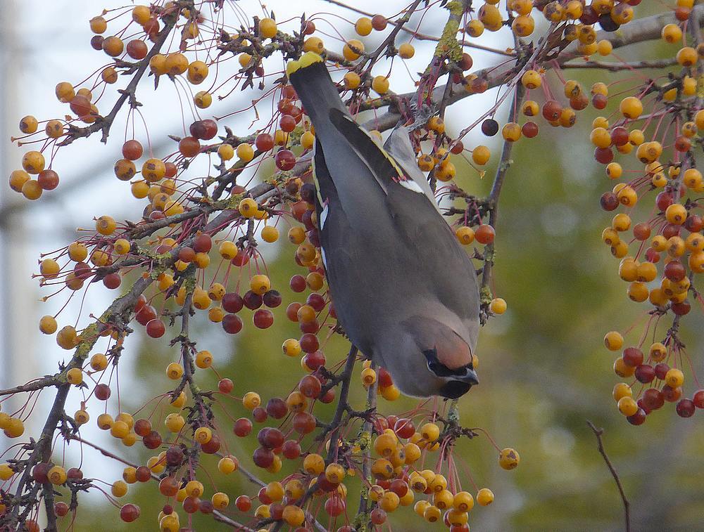pestvogelnijverdal19112016 4