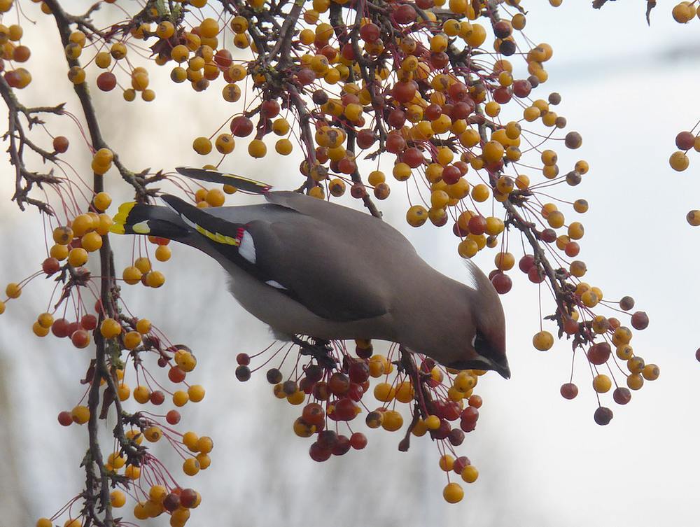 pestvogelnijverdal19112016 5