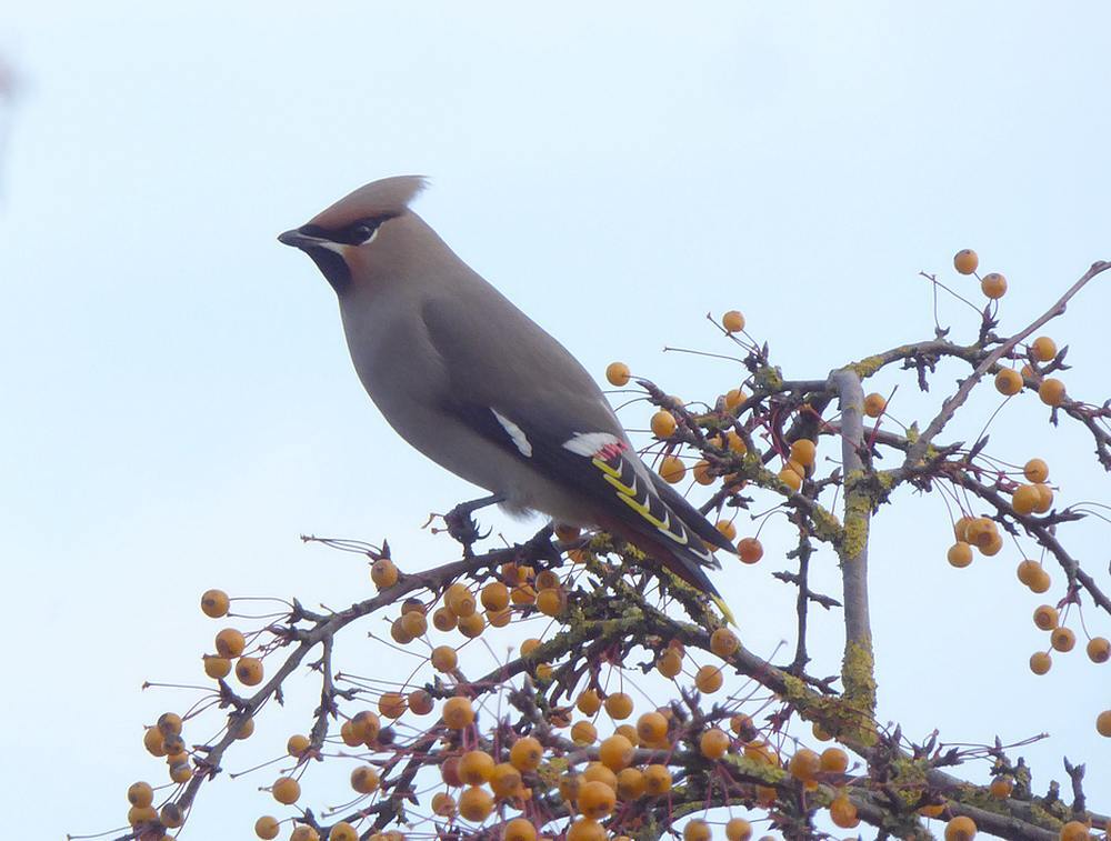 pestvogelnijverdal19112016 6