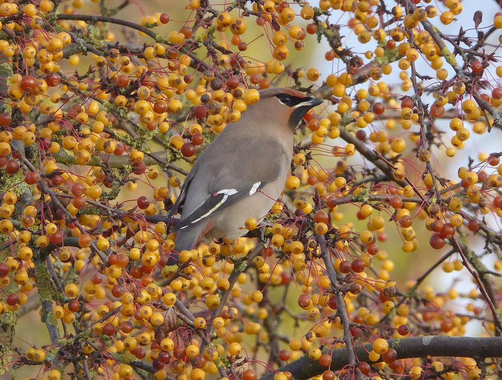 pestvogelnijverdal19112016 7