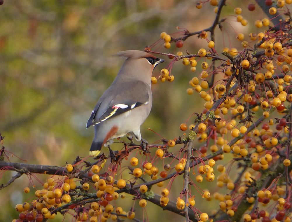pestvogelnijverdal19112016 8