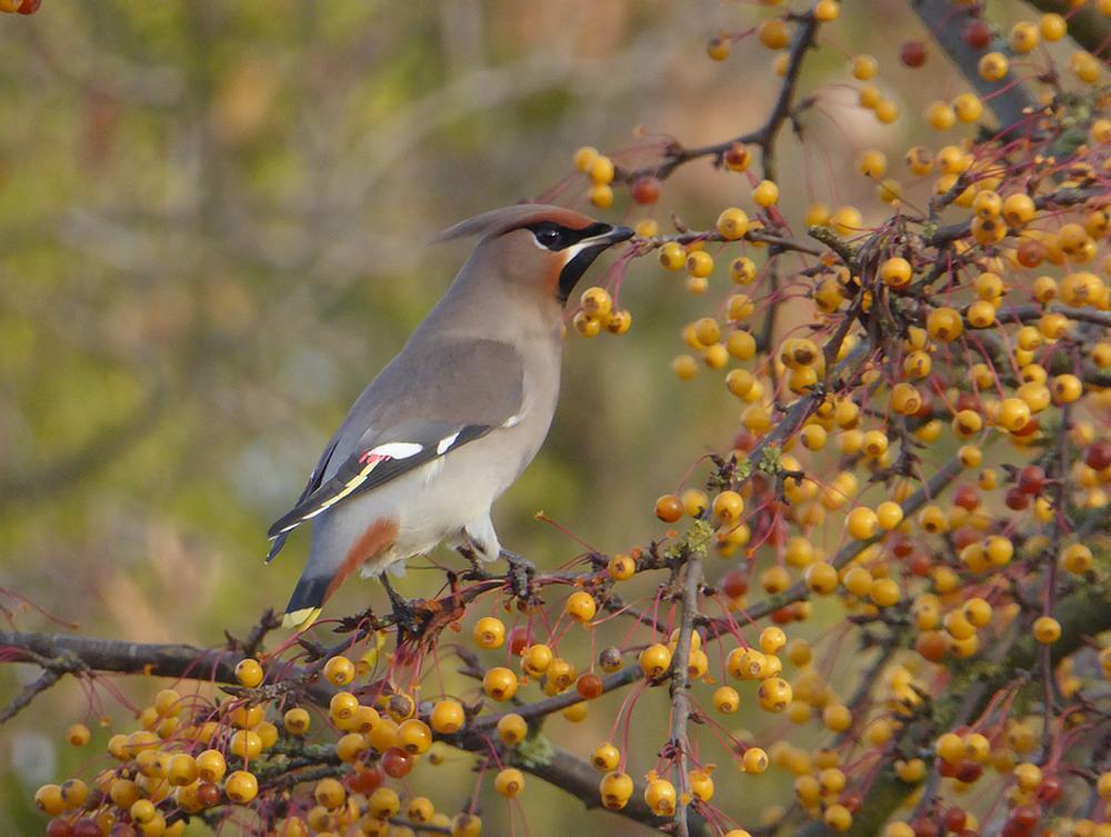 pestvogelnijverdal19112016 9