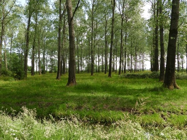 alblasserbos200520201