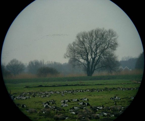 brandwijkdedonk1102041