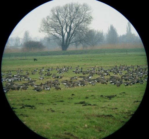 brandwijkdedonk1102043