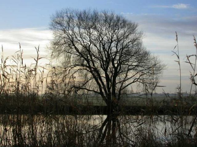 brandwijkdedonkkraakwilg19122004