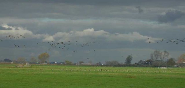 branwijkpolderlangenbroekdedonk26102006