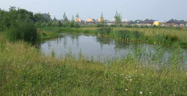 gorinchemoostvuurlibellenbiotoop11062007