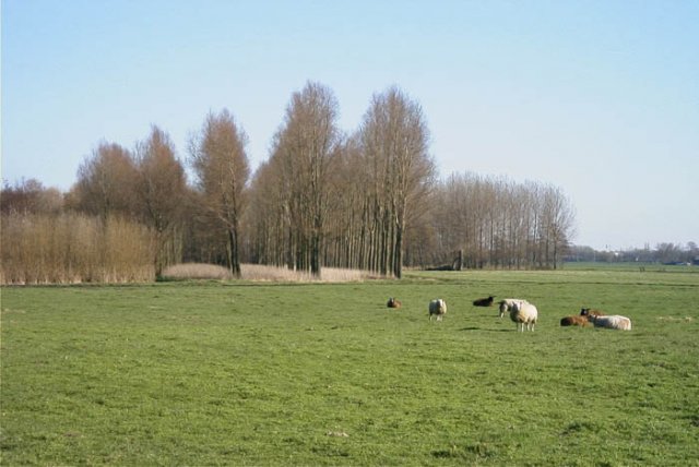 meerkerkpolderblommendaal2002031