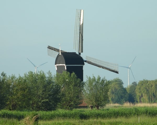 oudendijksemolenhoornaar20052021