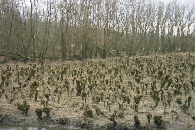 schelluinenuiterwaarddeavelingen1802041