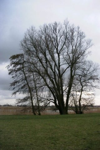 schelluinenuiterwaarddeavelingen1802045