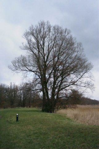 schelluinenuiterwaarddeavelingen1802047