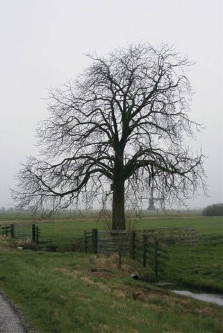 streefkerkzijdebrugdebroekmolen1702041