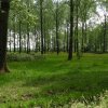 alblasserbos200520202