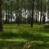 alblasserbos200520203