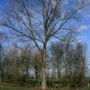 goudriaansekade1902042