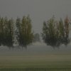 knotwilgenminkeloos170520201