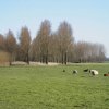 meerkerkpolderblommendaal2002031