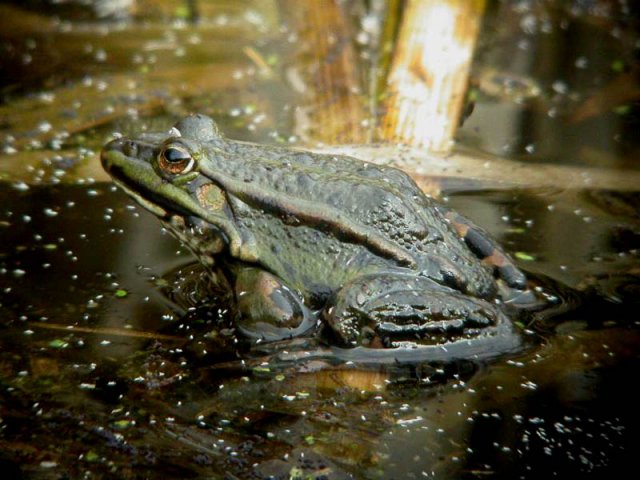 grotegroenekikkerzouweboezem18032005