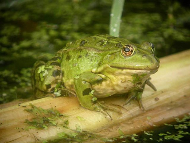 grotegroenekikkerzouweboezem26092004