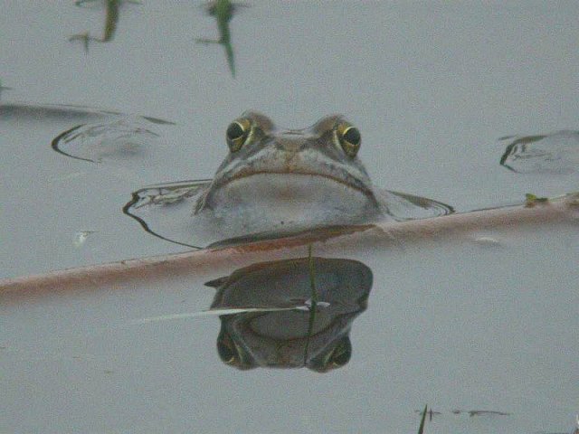 heikikkerzouweboezemgebied250320054
