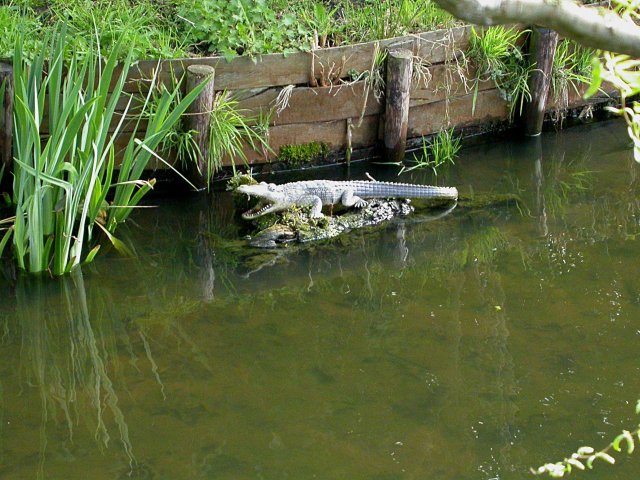 kaaimannieuwland10042005