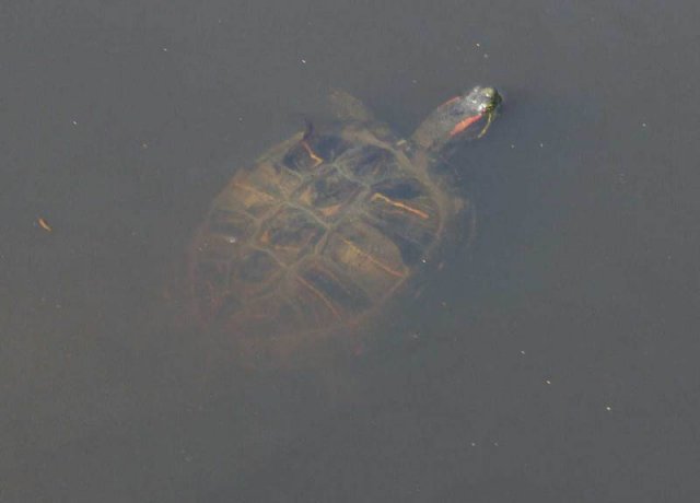 roodwangschildpadleerbroek27032007