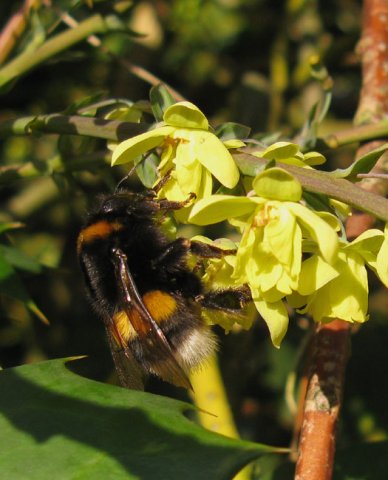 aardhommel_vrouw_op_wintermahonia_meerkerk_05012014