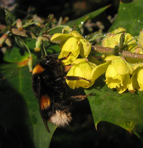 aardhommelop_wintermahonia_meerkerk13112014