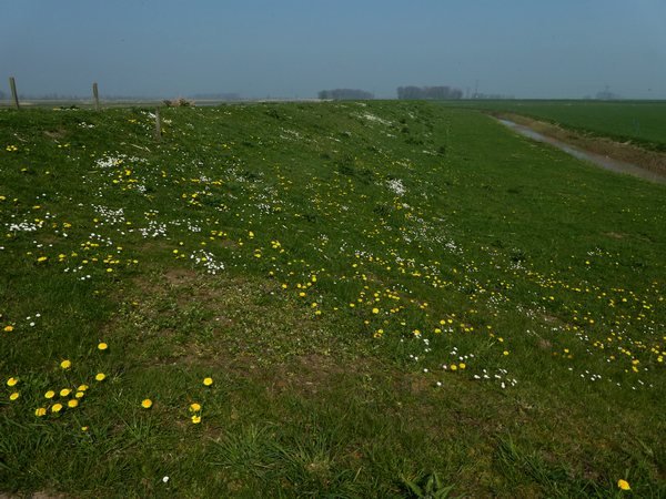 bijendijkenbrabantsebiesboschwerkendam08042019_1