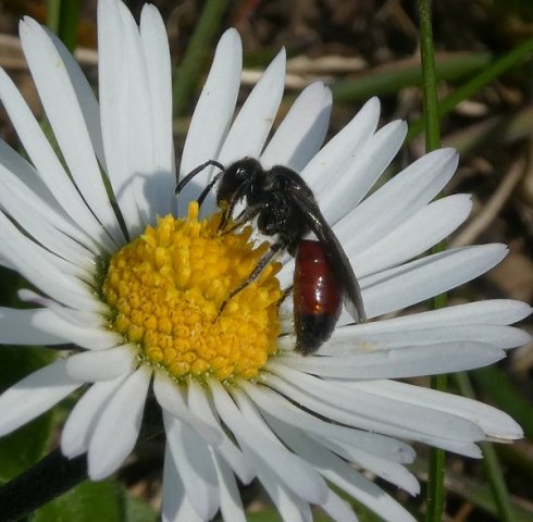 dikkopbloedbijvrouwbiesbosch30032019