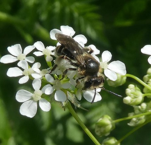 fluitenkruidbijvrouwlingebos29042019_1