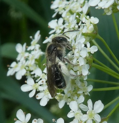 fluitenkruidbijvrouwlingebos29042019_3