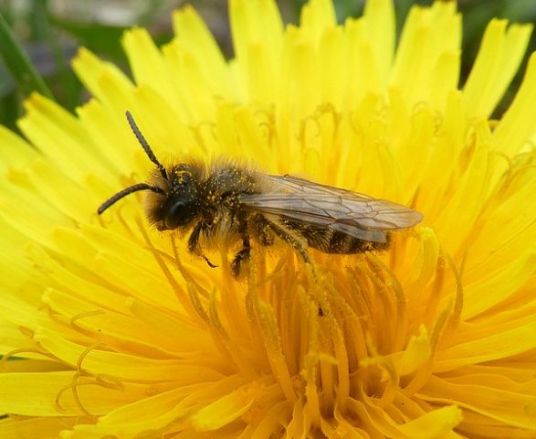 grasbijbiesbosch28032019_2