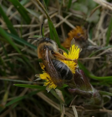 grijzerimpelrugvrouwbiesbosch28032019_1