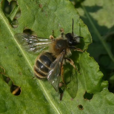 grijzerimpelrugvrouwbiesbosch30032019