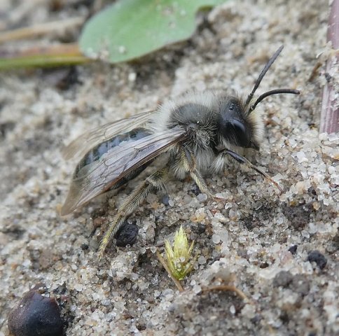 grijzezandbijmanbiesbosch04042019