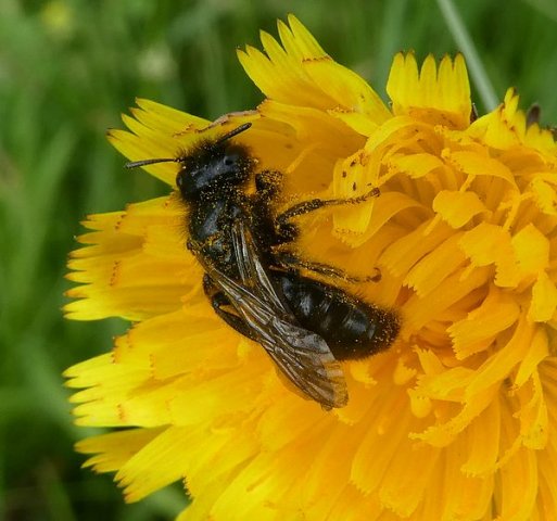 groteroetbijvrouwberlicum11062018_2