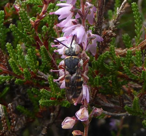 heideviltbijopstruikheidehogeveluwe11092016
