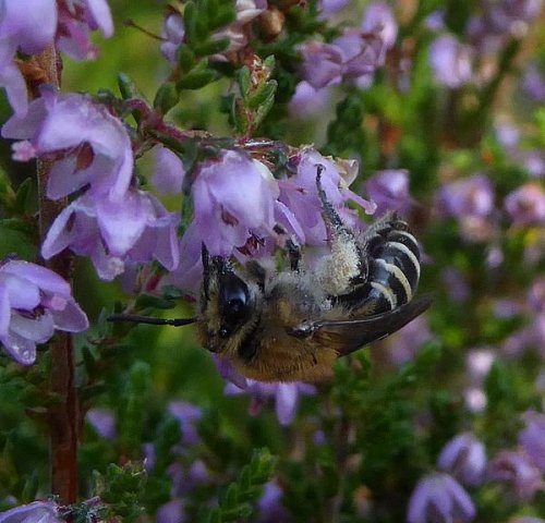 heizijdebijopstruikheidehogeveluwe10092016_2