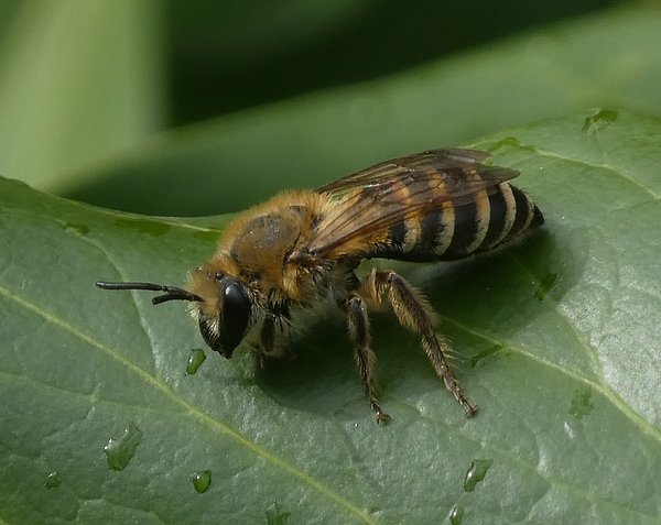 klimopbijopklimopmeerkerk24092018_1
