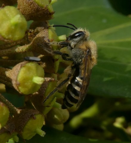 klimopbijopklimopmeerkerk24092018_2_1