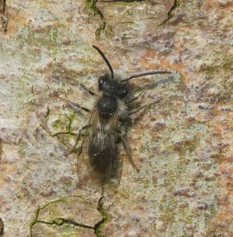 lichtewilgenzandbijmanbiesbosch08042019
