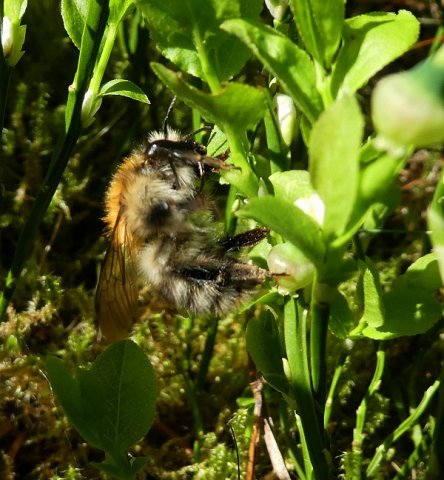 moshommelperlenbach25052019_2