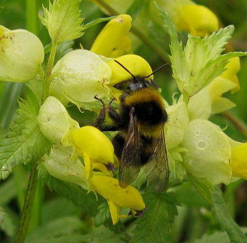 tuinhommelvrouwopgroteratelaarzouweboezem14052014