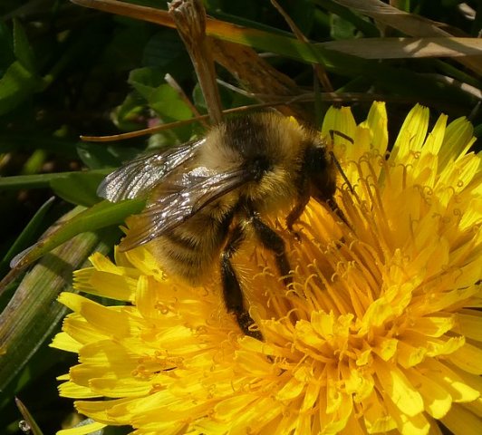 zandhommelbiesbosch15042019