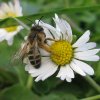 grasbij_vrouw_op_madeliefje_zouweboezem_09112014_1