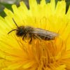 grasbijbiesbosch28032019_2