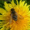 grasbijvrouwbiesbosch04042019